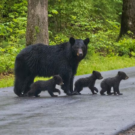 Villa Three Bears Den, Hot Tub, Pool Table, Pool Access, 1089 Free Tickets Each Paid Day, Dollywood Inclu Gatlinburg Exterior foto